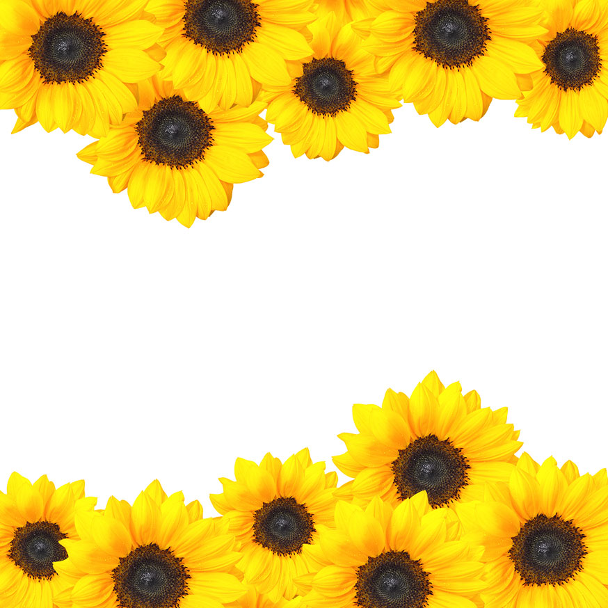 Sunflower Border Design | Clipart Panda - Free Clipart Images