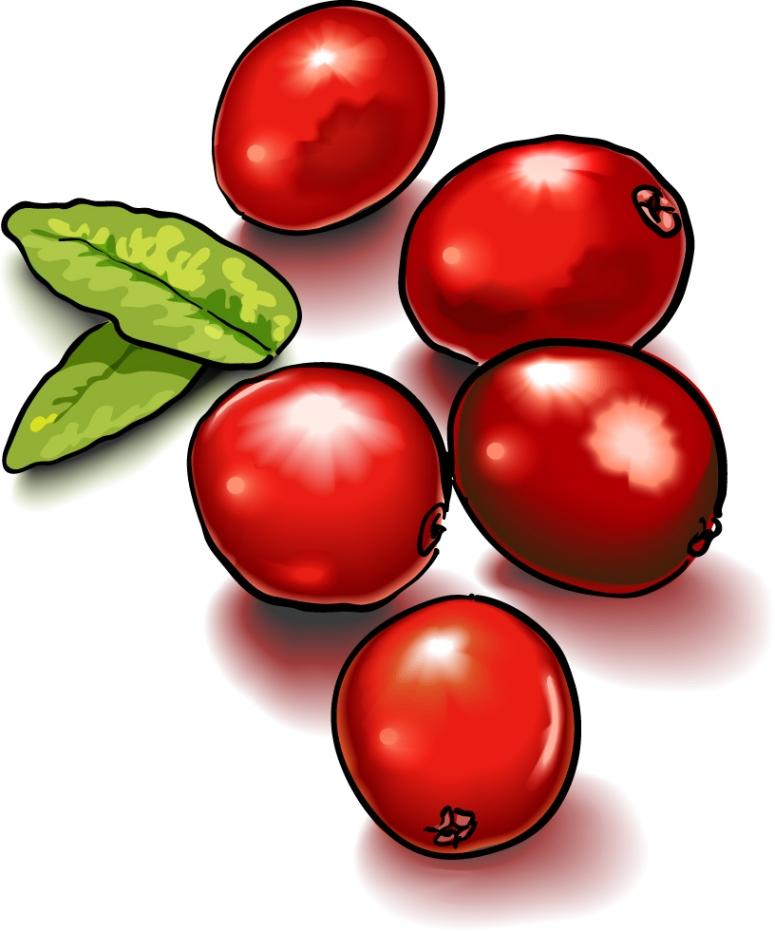 Cranberry Clipart