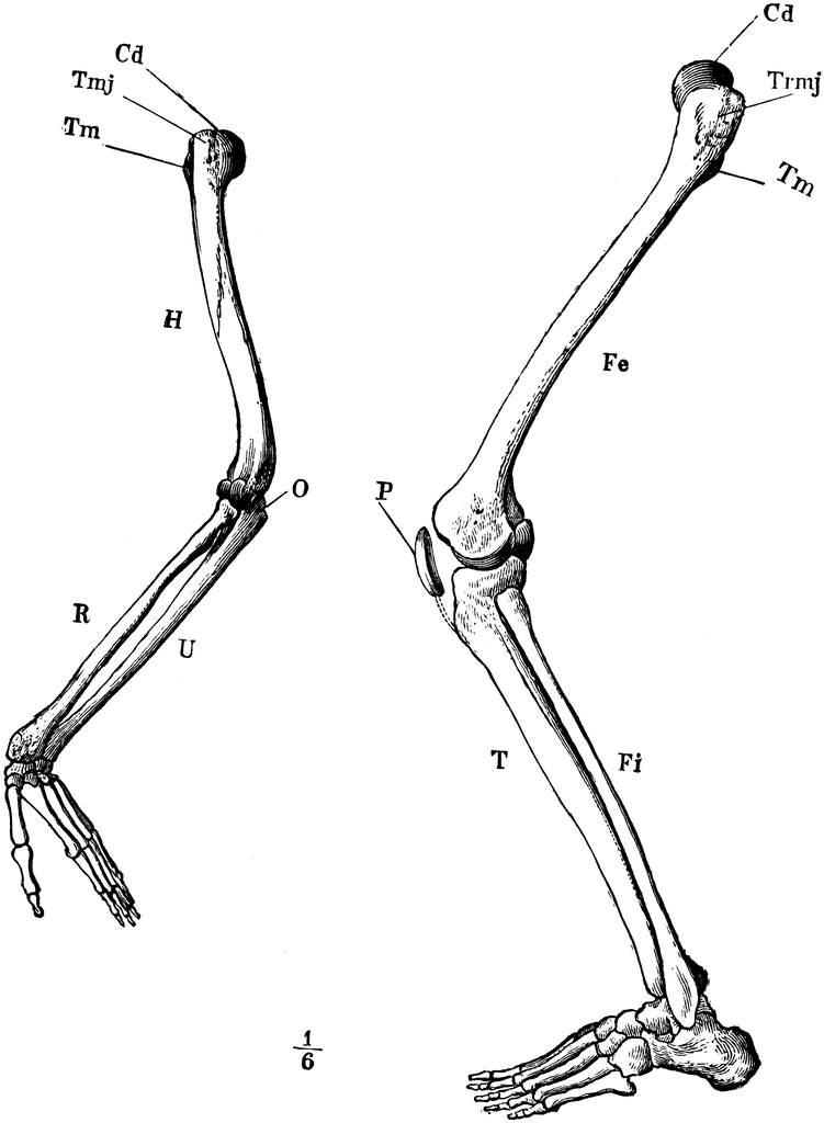 Arm and Leg Skeleton | ClipArt ETC