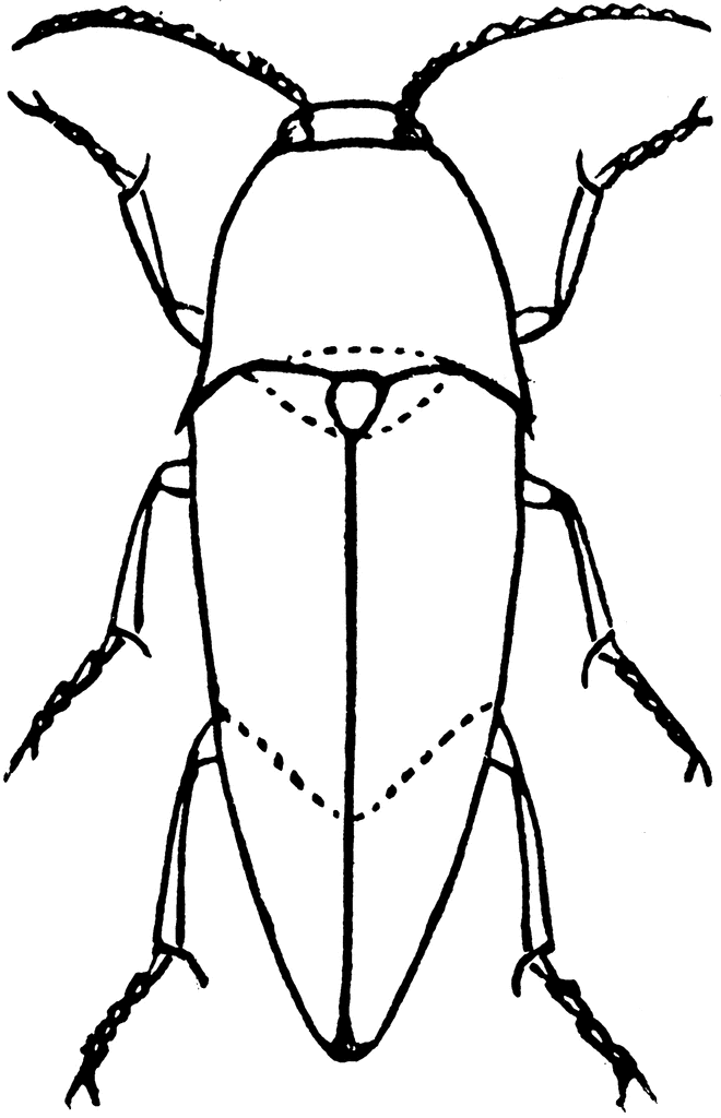 Click Beetle | ClipArt ETC
