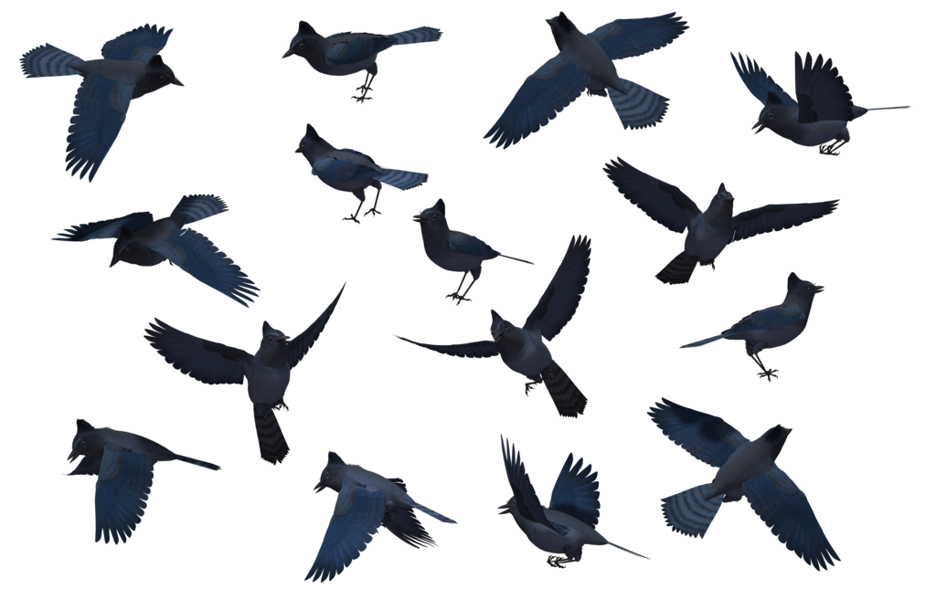 Requested Bird Set - Stellar's Jay 01 by wolverine041269 on deviantART