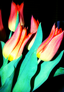 Flickr: The Ⓘ♡TULIPS Pool