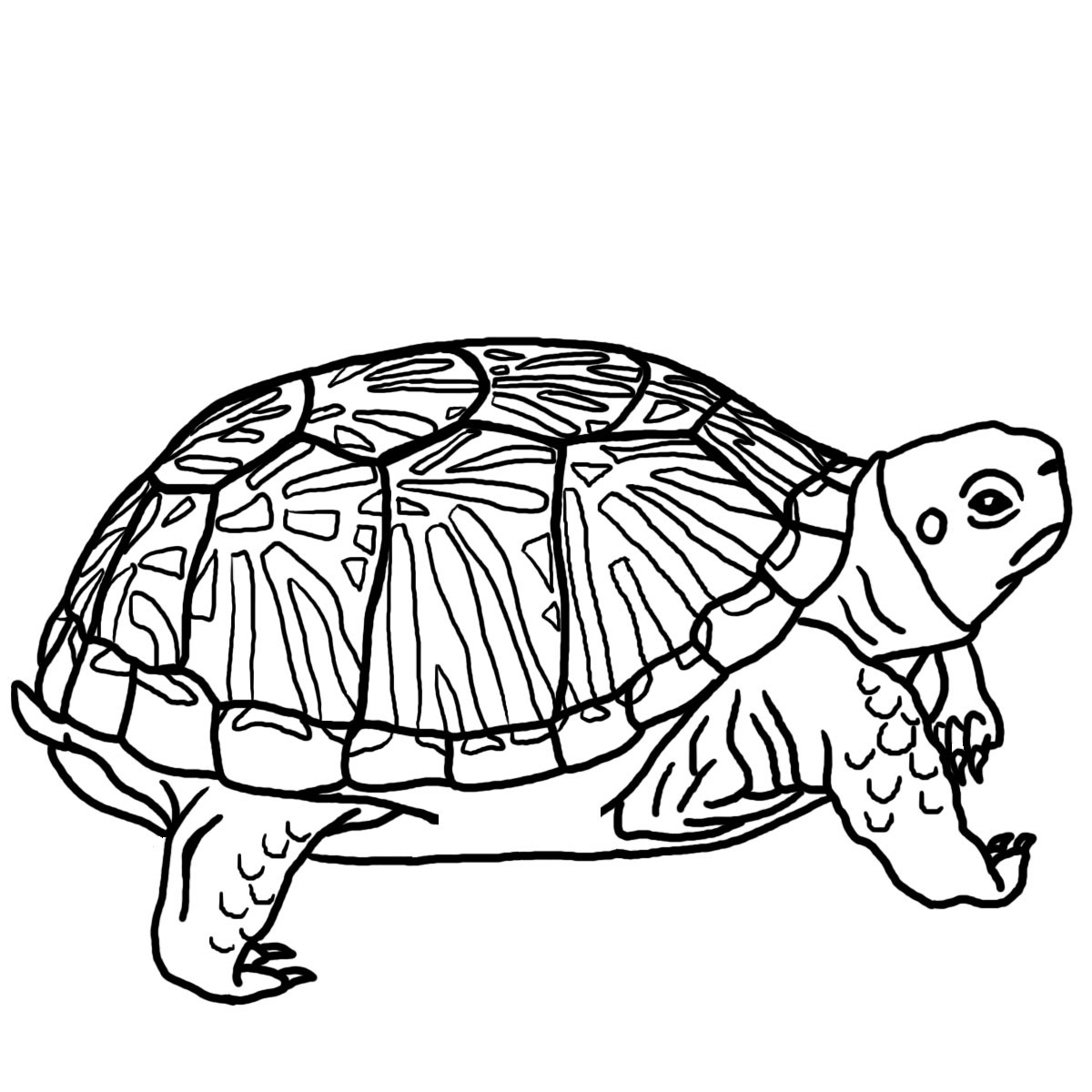 Images For > Sea Turtle Clip Art Black White