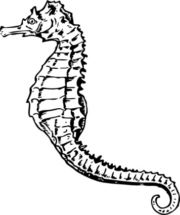 Seahorse clip art - Download free Animal vectors