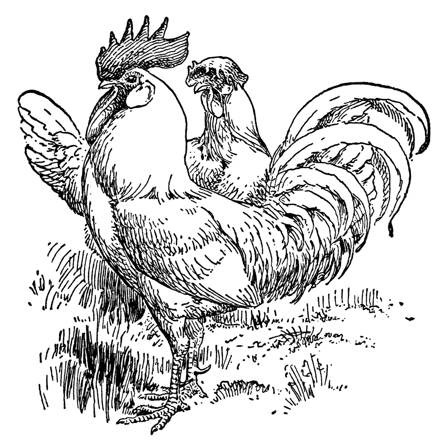 White Leghorn Chickens ~ Free Vintage Clip Art | Old Design Shop Blog