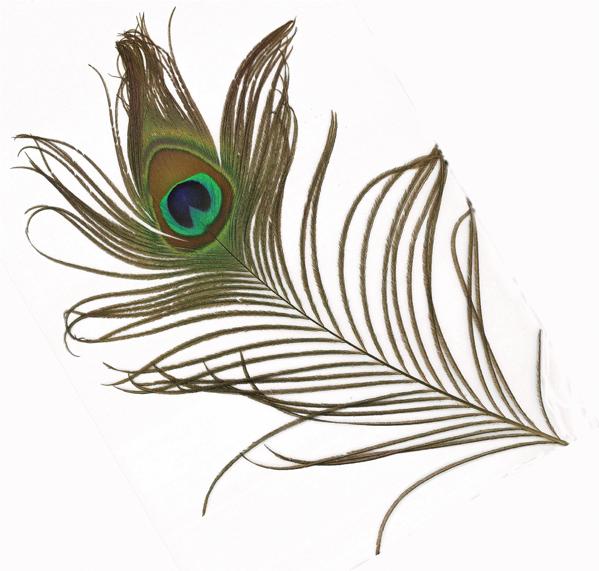 Pix For > Single Peacock Feathers Art