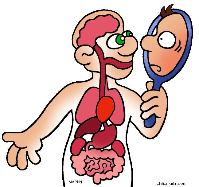 free clipart human body systems - photo #2