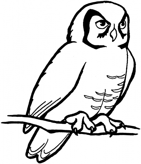 Owl Outline Drawing - ClipArt Best