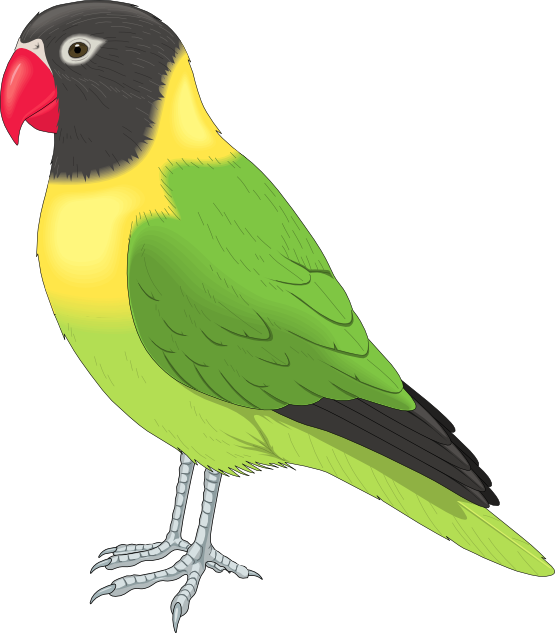 Free Lovebird Clip Art