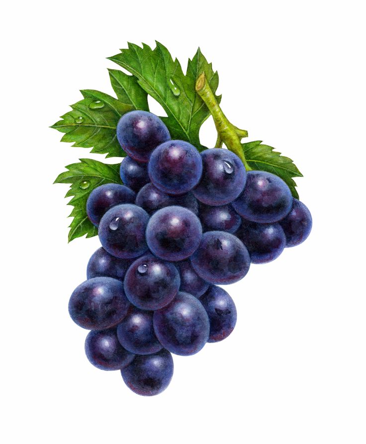 Purple Grapes | Purple Grapes | Botanical Art Illustration | Pinterest