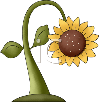 Royalty Free Sunflower Clip art, Flower Clipart