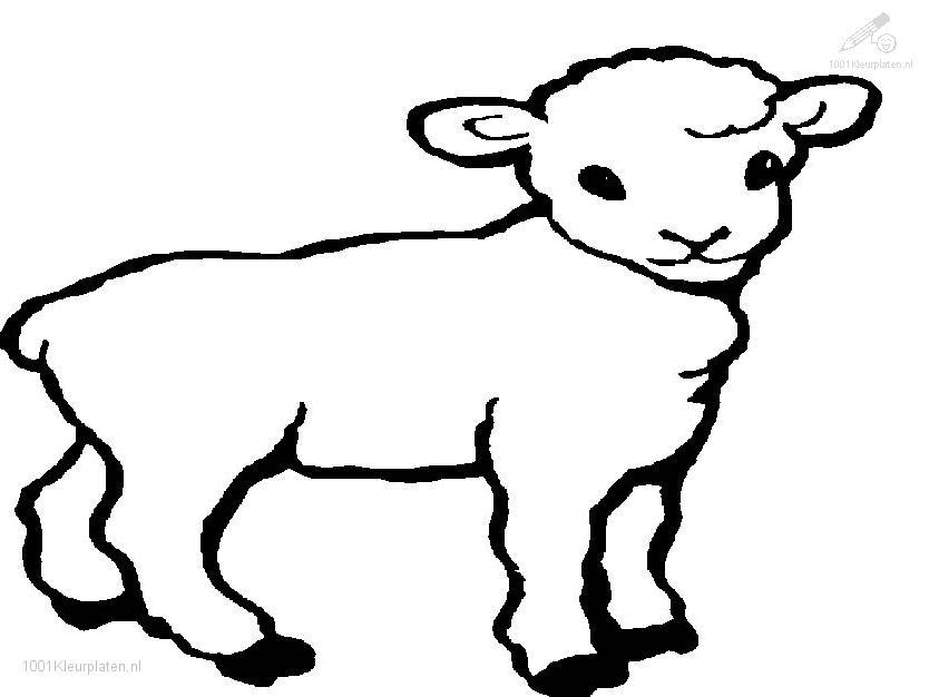 amazing Lamb Coloring Pages For Kids | Great Coloring Pages
