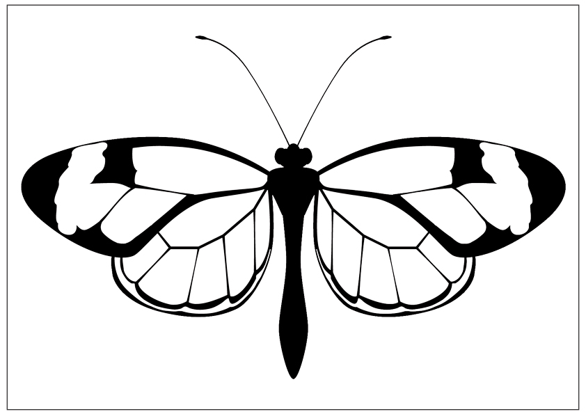 butterfly-top-view-coloring- ...