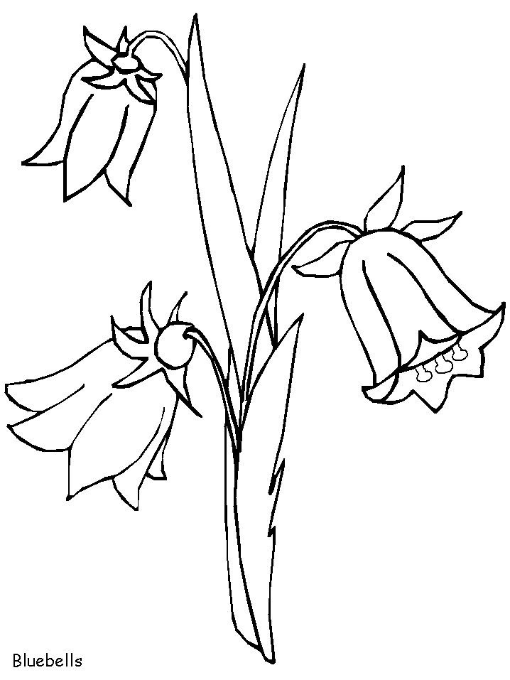 blue bell Colouring Pages