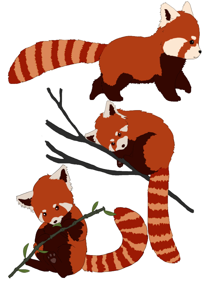 Red Panda Drawing