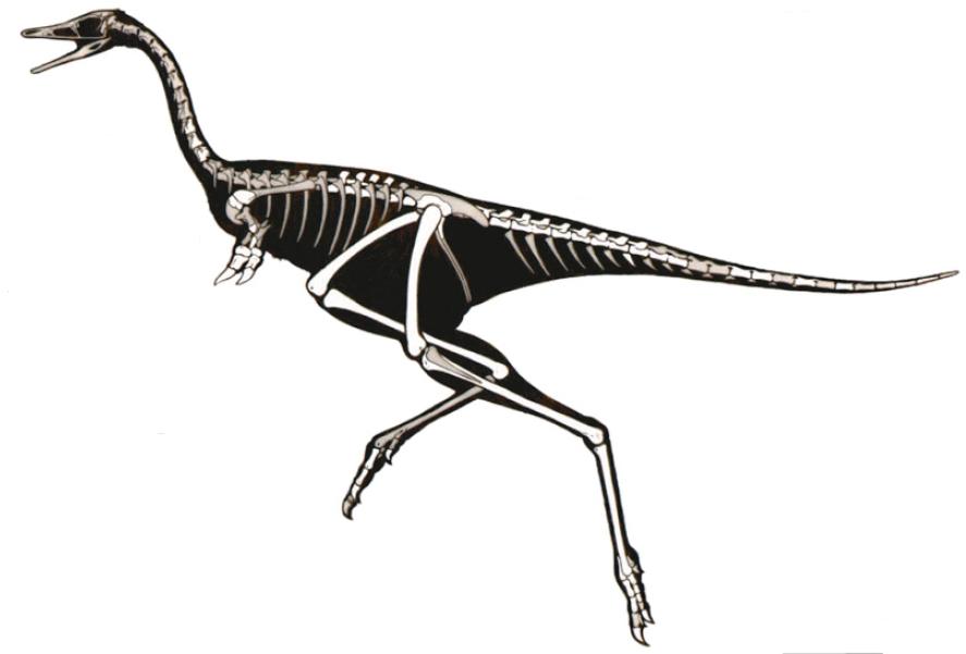 Linhenykus: A weird, one-fingered dinosaur | Science | Smithsonian