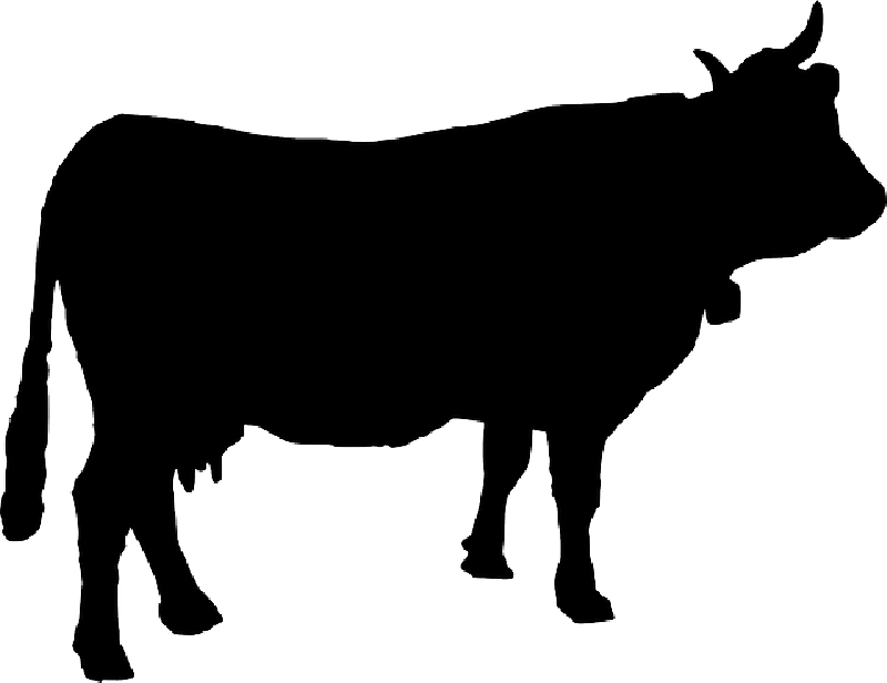 CATTLE, COW, COWBELL, SILHOUETTE, ANIMAL, FARM ANIMAL - Public ...