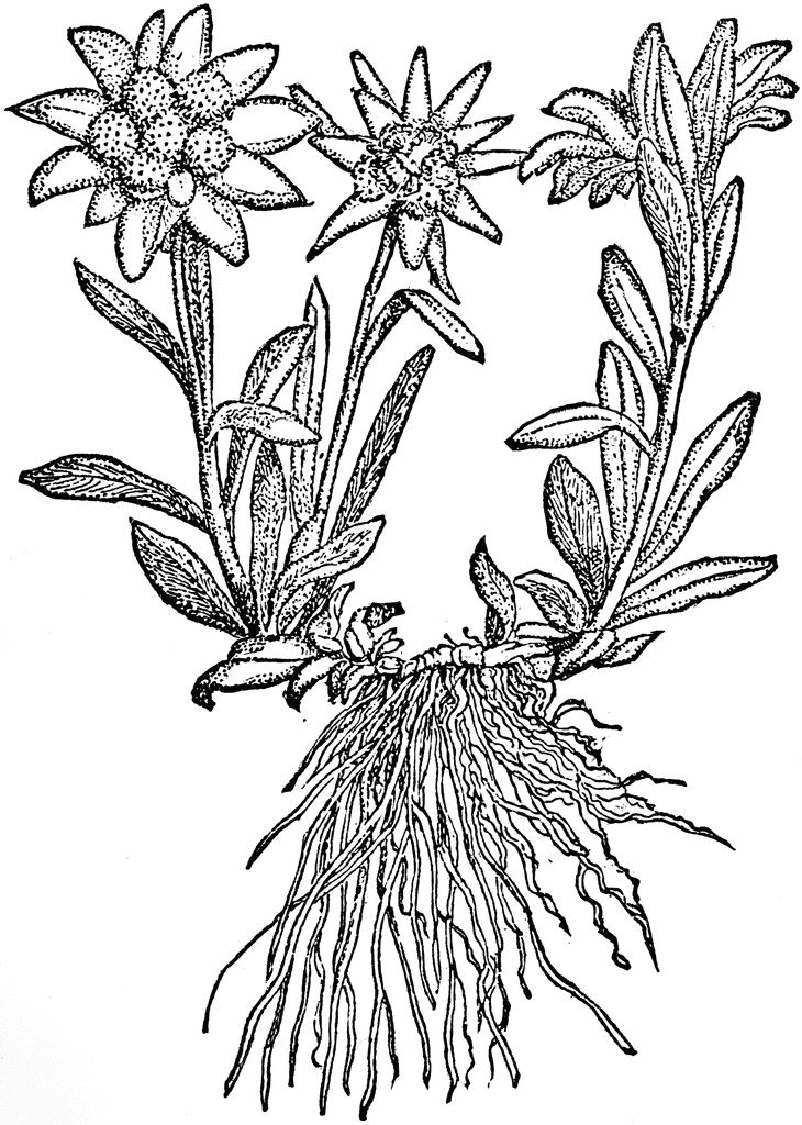 Edelweiss Flower Image