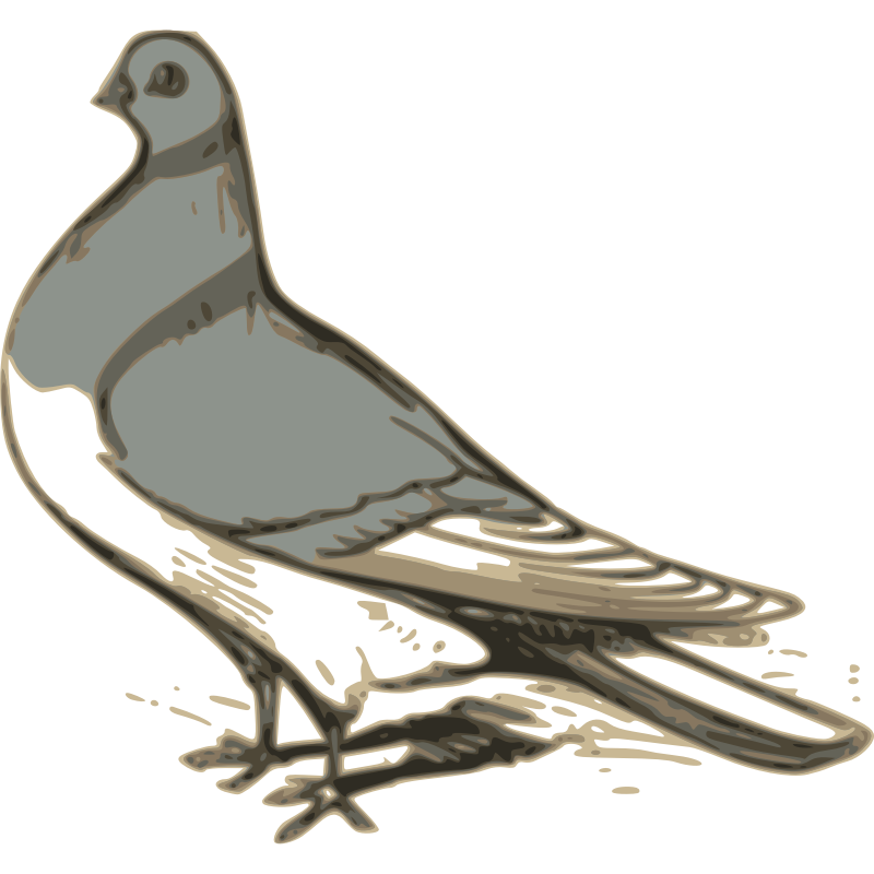Clipart - pigeon illustration