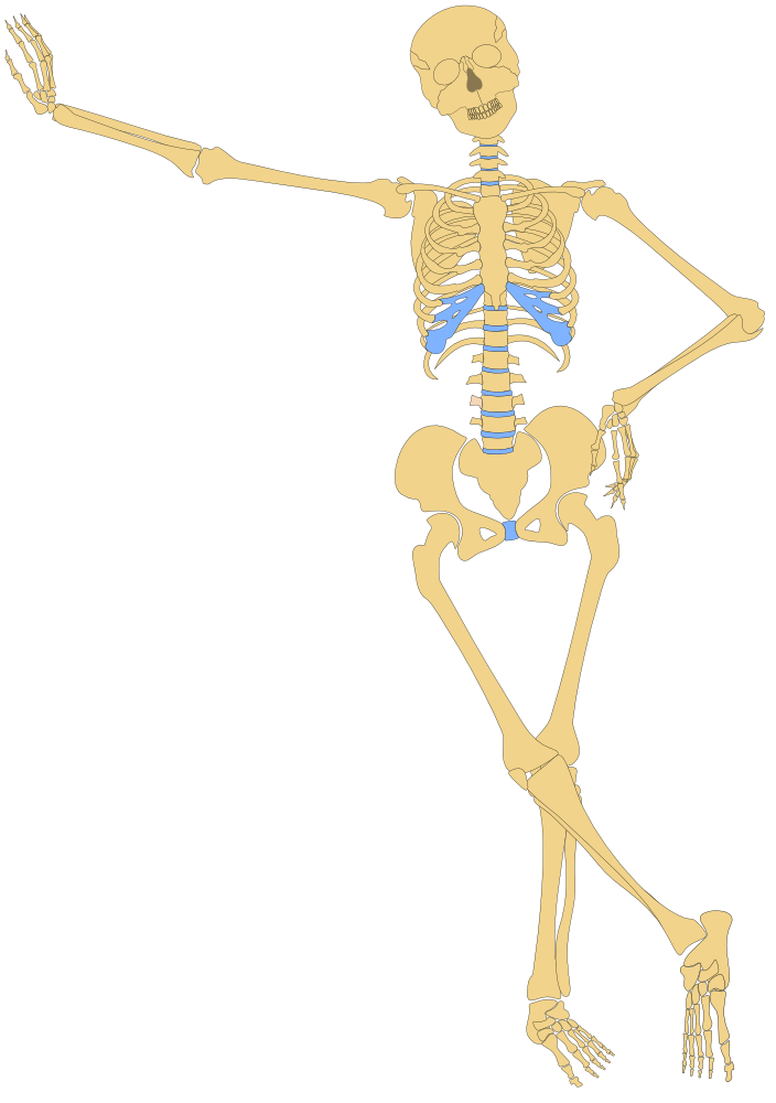 OnlineLabels Clip Art - Human Skeleton(Outline)