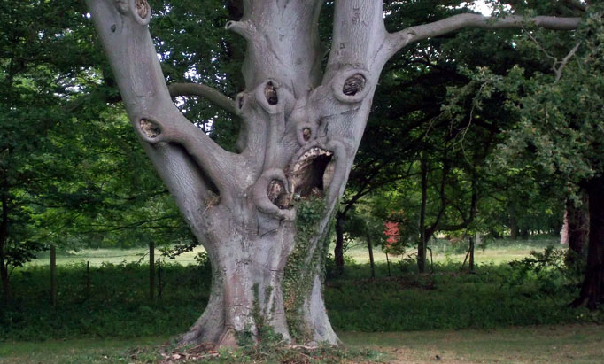 This is really scare-tree | The Sun |News
