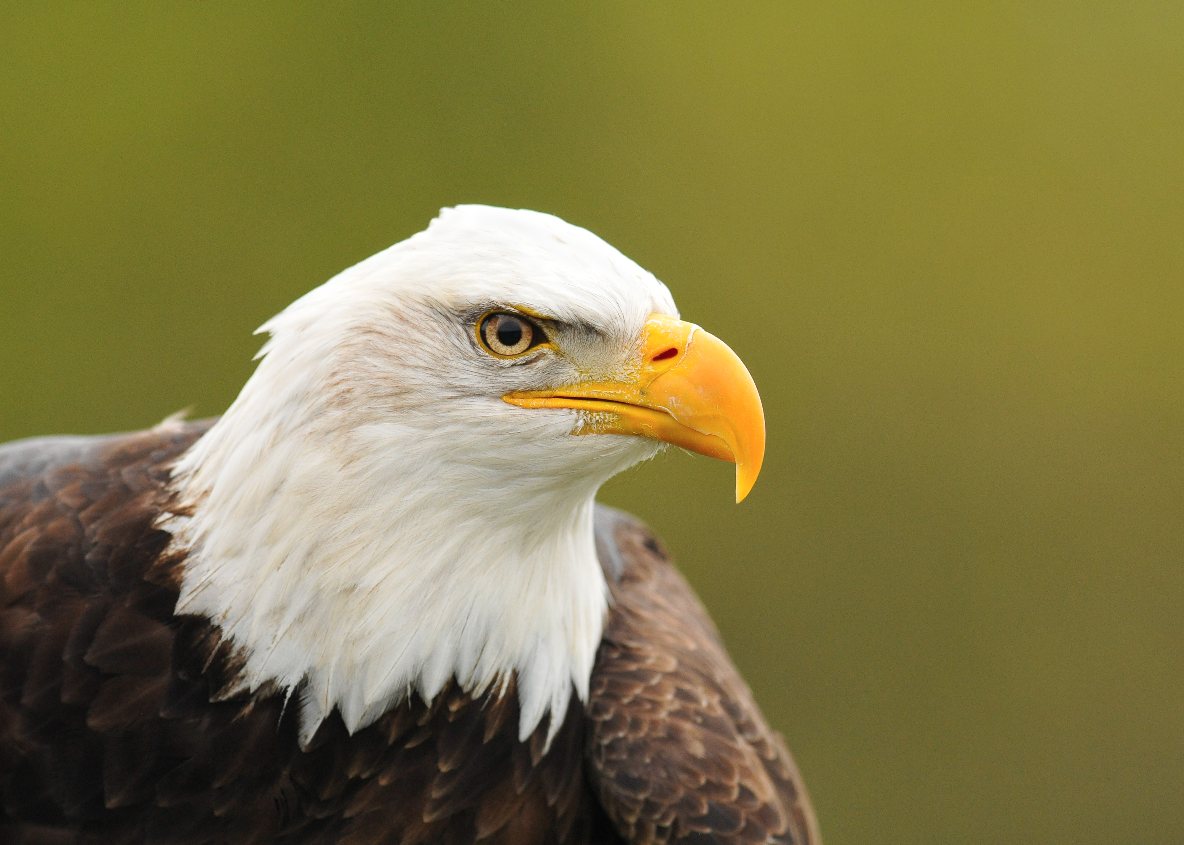 Why we love Bald Eagles | The rare Blog