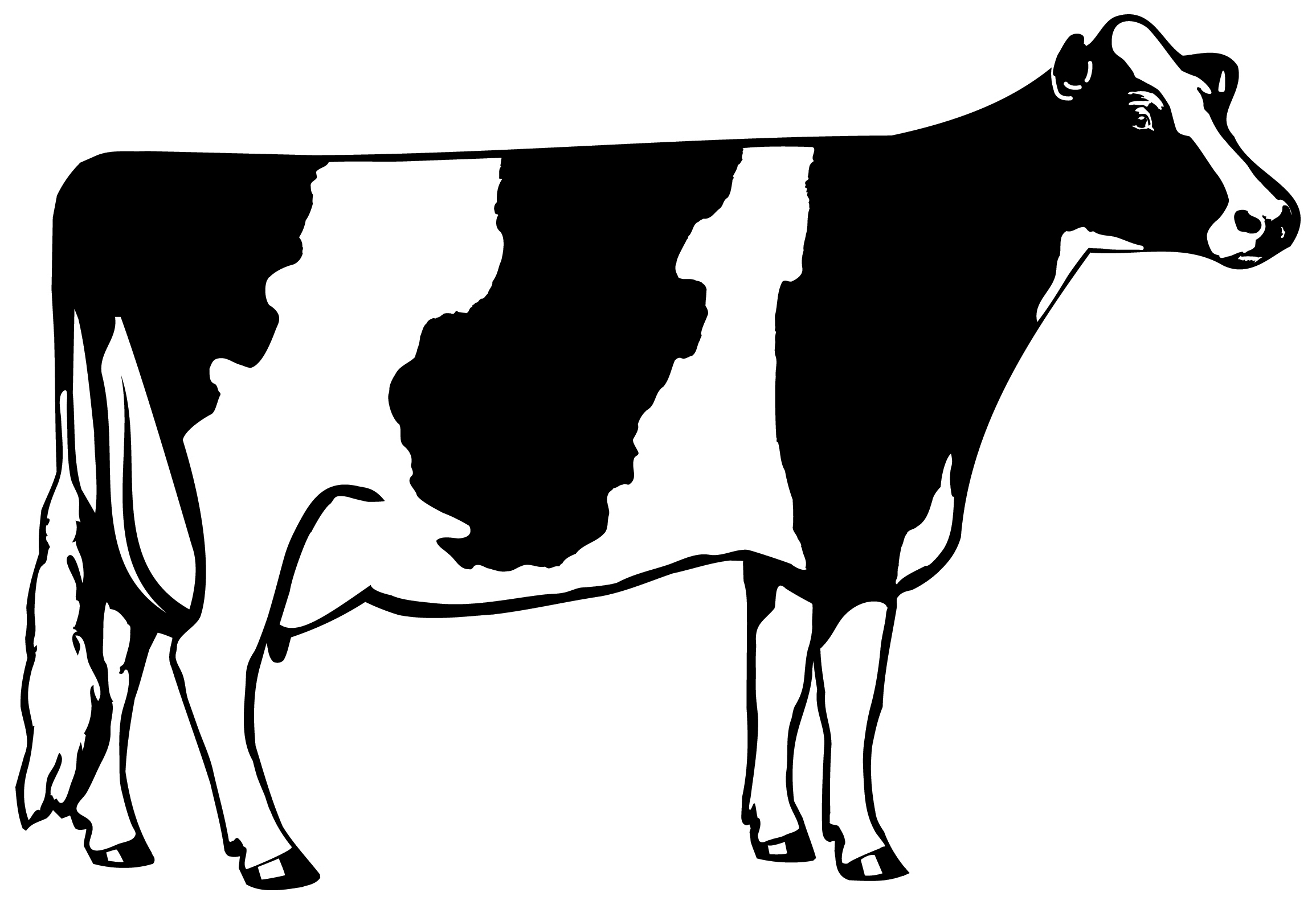 Milk Cow Clipart - Gallery