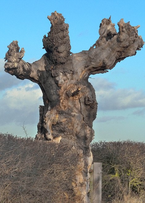 Scary trees that could have walked out of Lord of the Rings ...