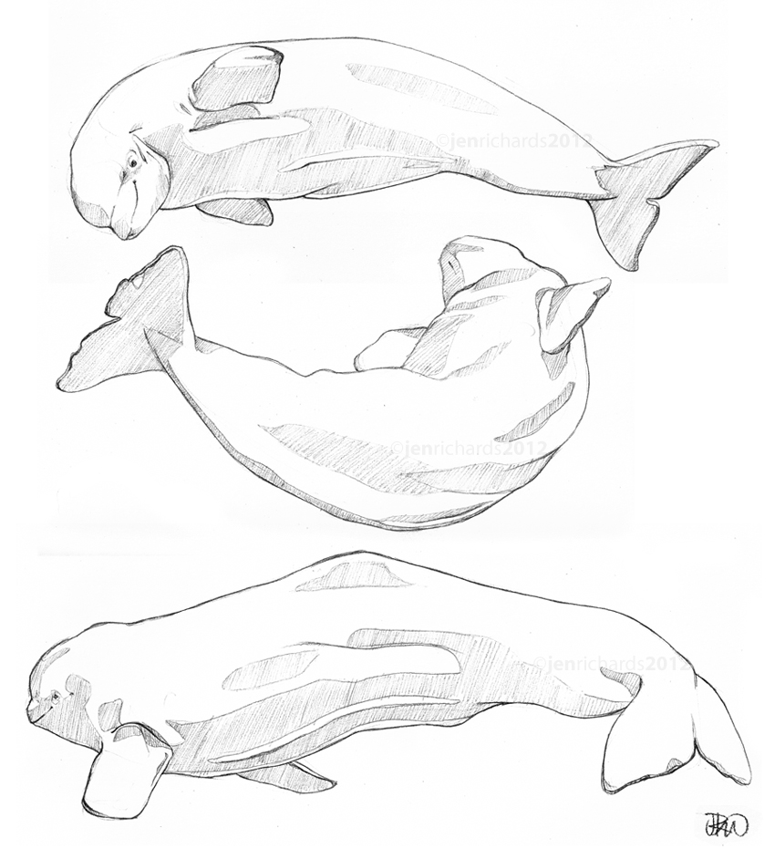 Beluga sketches by odontocete on DeviantArt