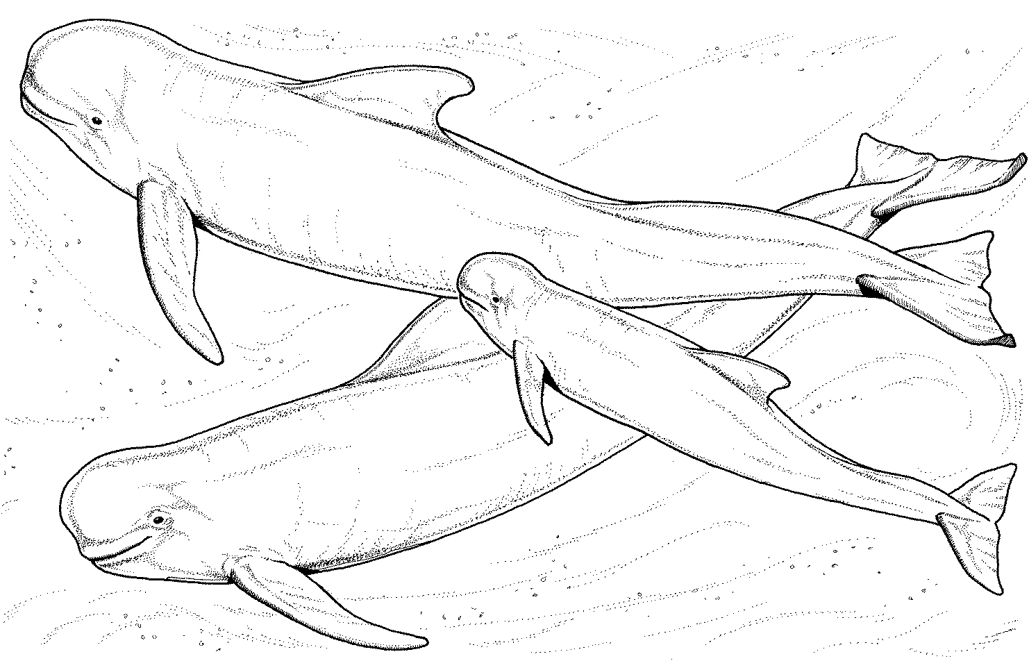 Beluga Whale Coloring Pages 256 | Free Printable Coloring Pages