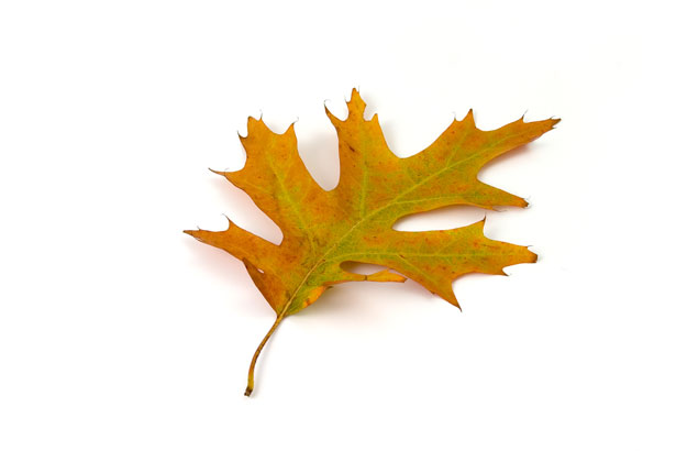 Red Oak Leaf Free Stock Photo - Public Domain Pictures