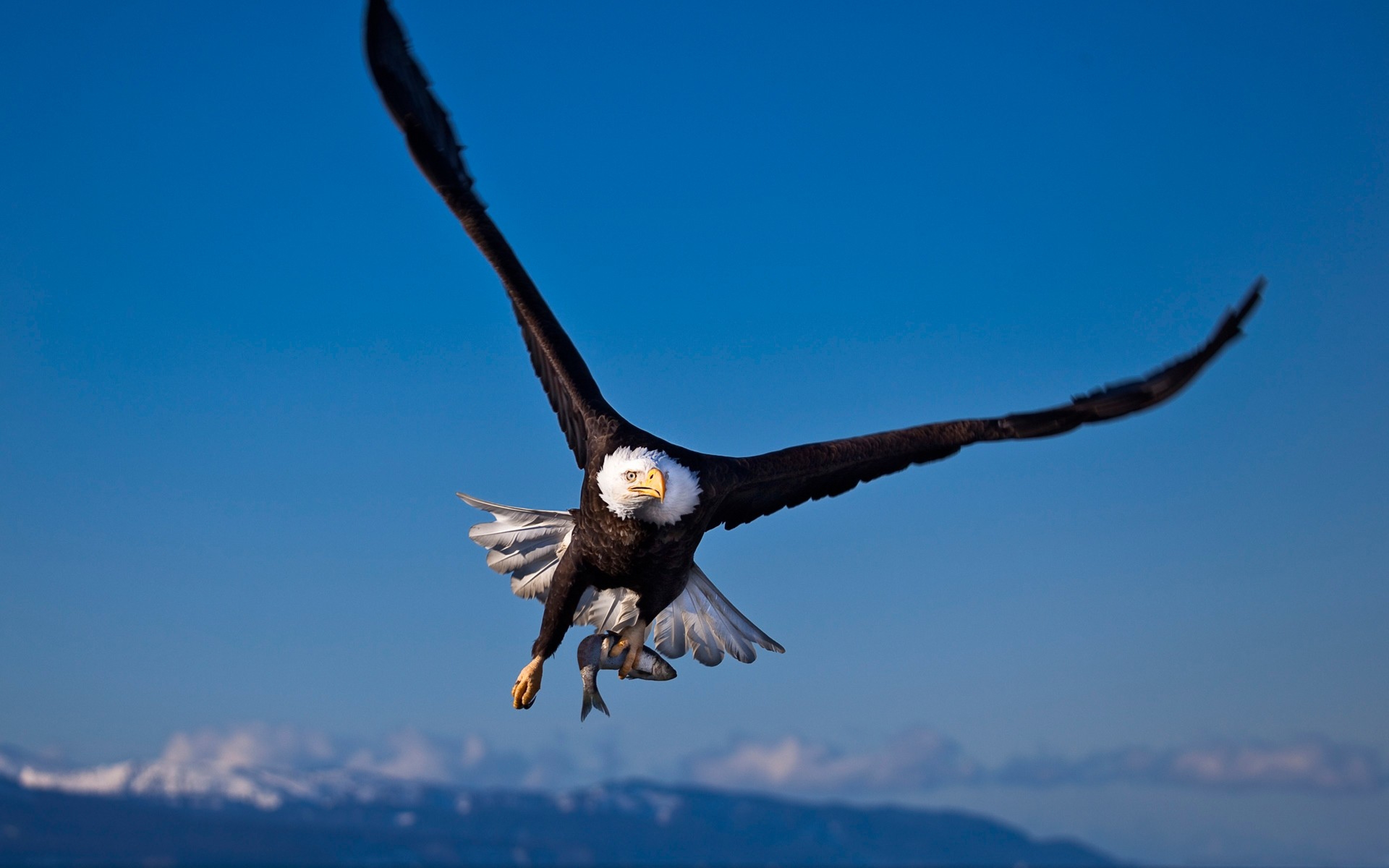 Download Wallpaper 3840x2400 Bald eagle, Flying, Bird, Carnivore ...