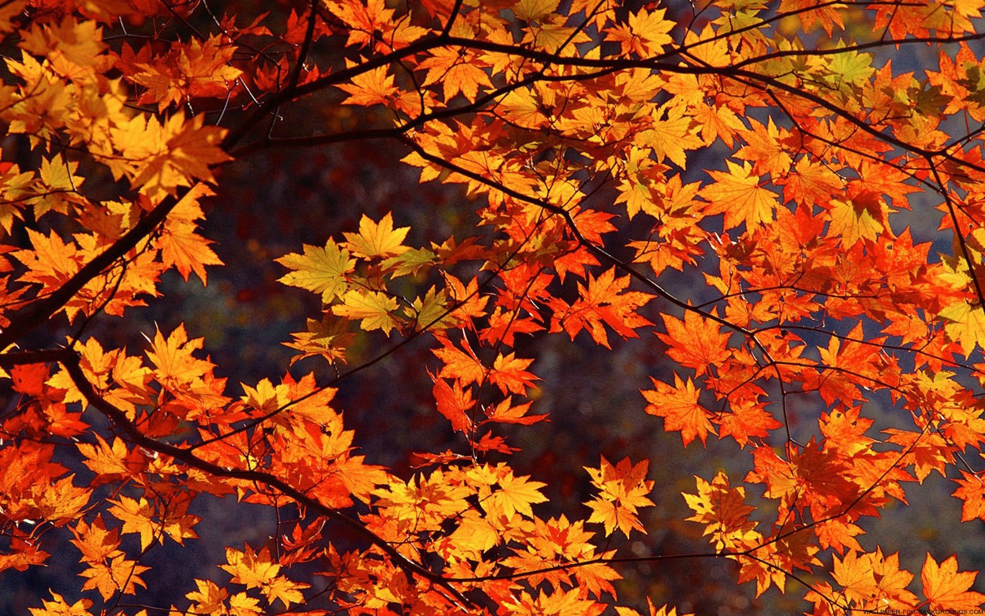 Autumn Leaves | Wallpapers & World Free Pictures