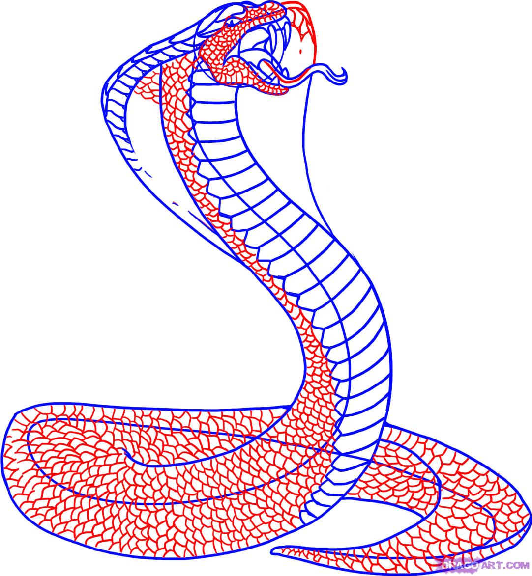 How To Draw A Snake, King Cobra, Step by Step, Snakes, Animals ...