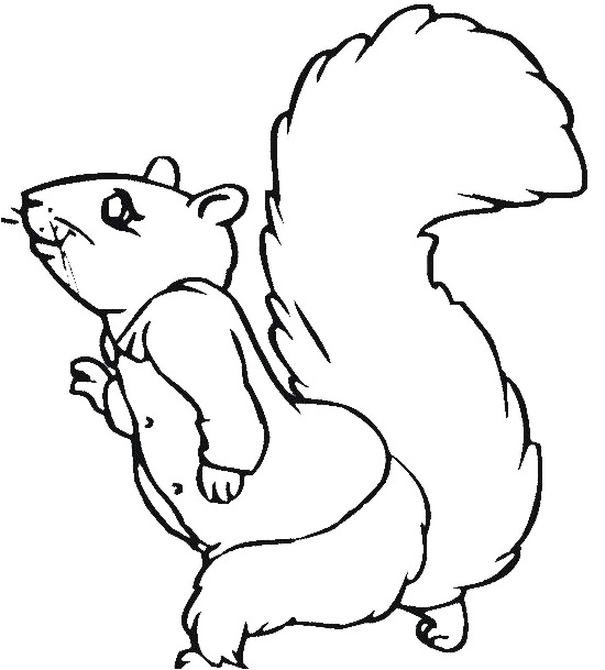Squirrel-Coloring-Sheet.jpg