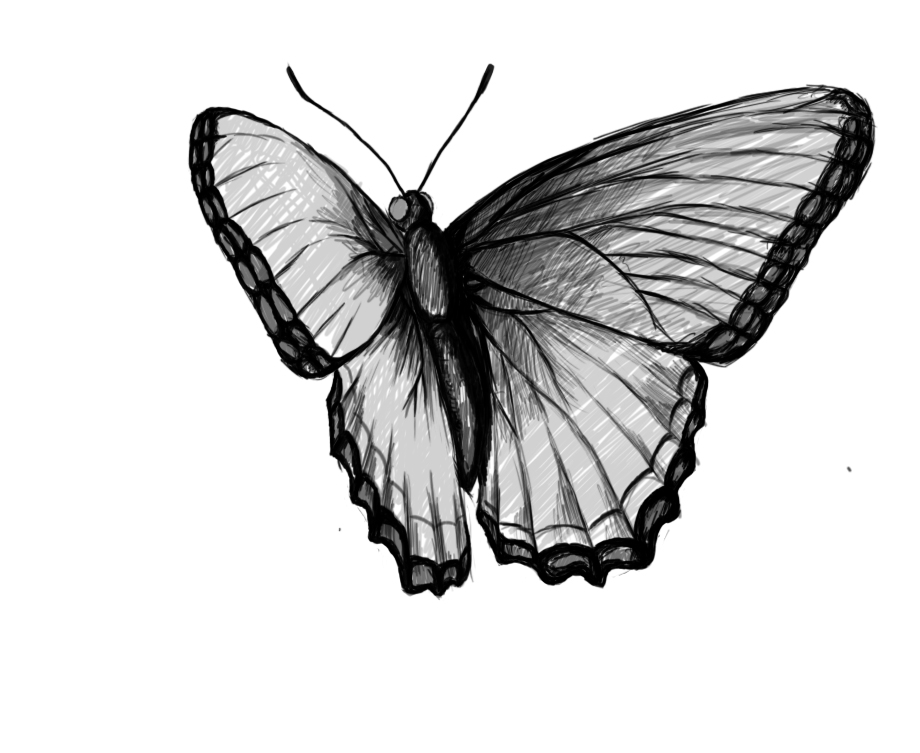 Realistic Butterfly Drawing | DrawingSomeone.com