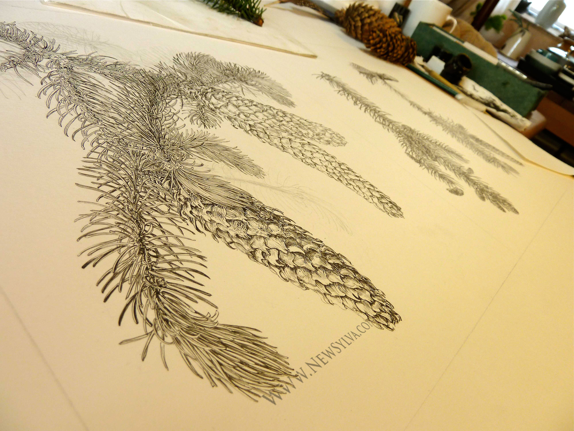 Norway spruce drawings in progress (2) | The New Sylva