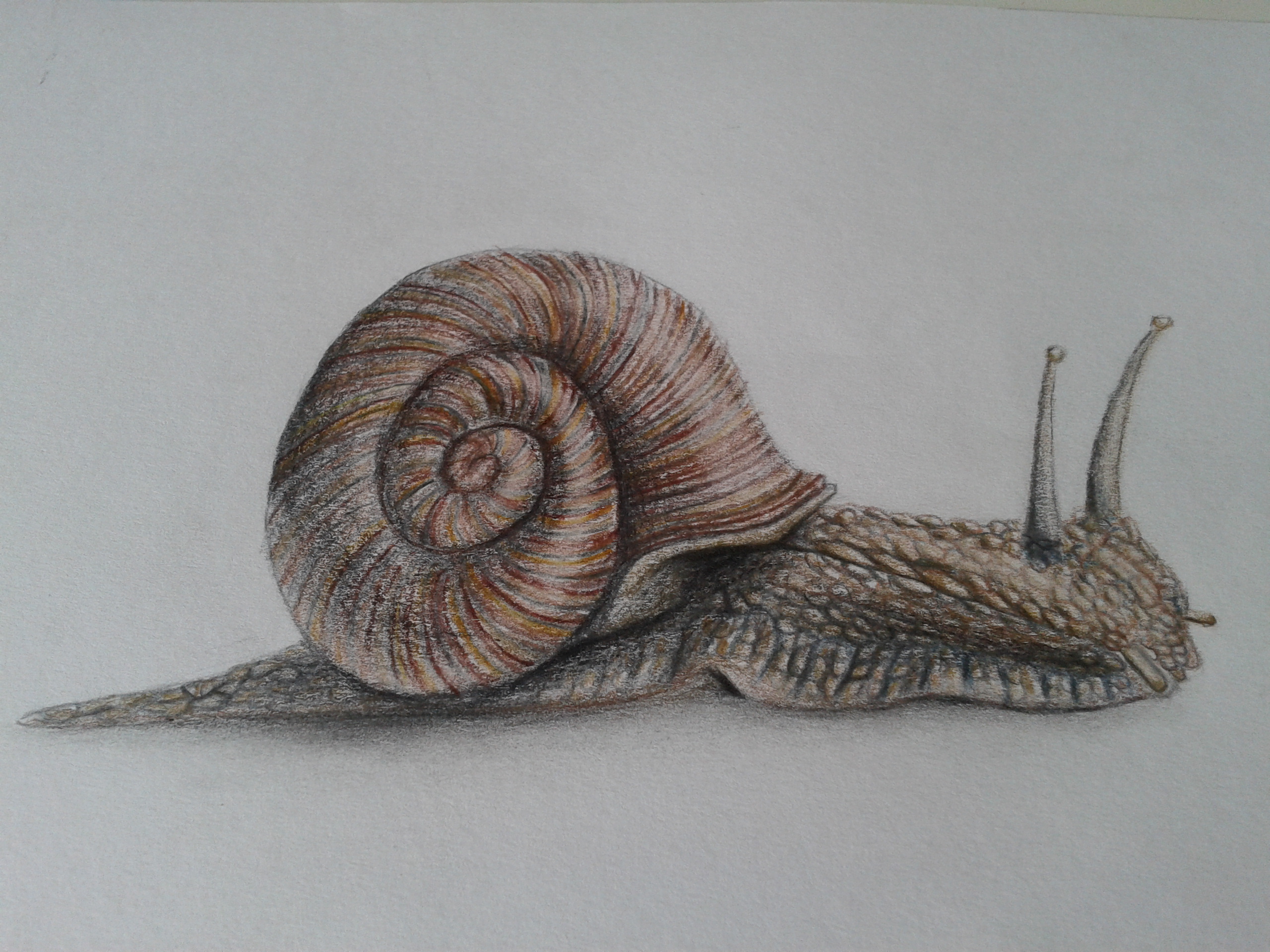 Realistic 3d snail drawing by Davidthorst on DeviantArt