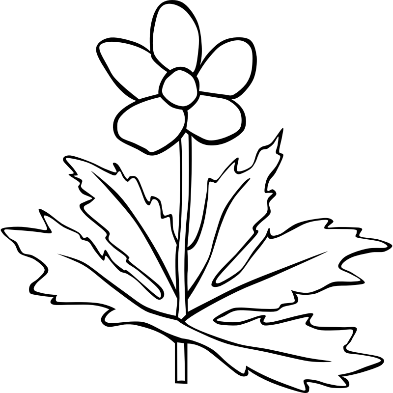 Clipart - GG anemone canadensis