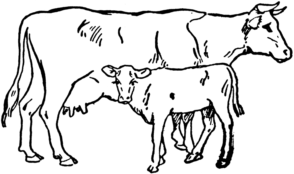 cow and calf clipart - photo #4