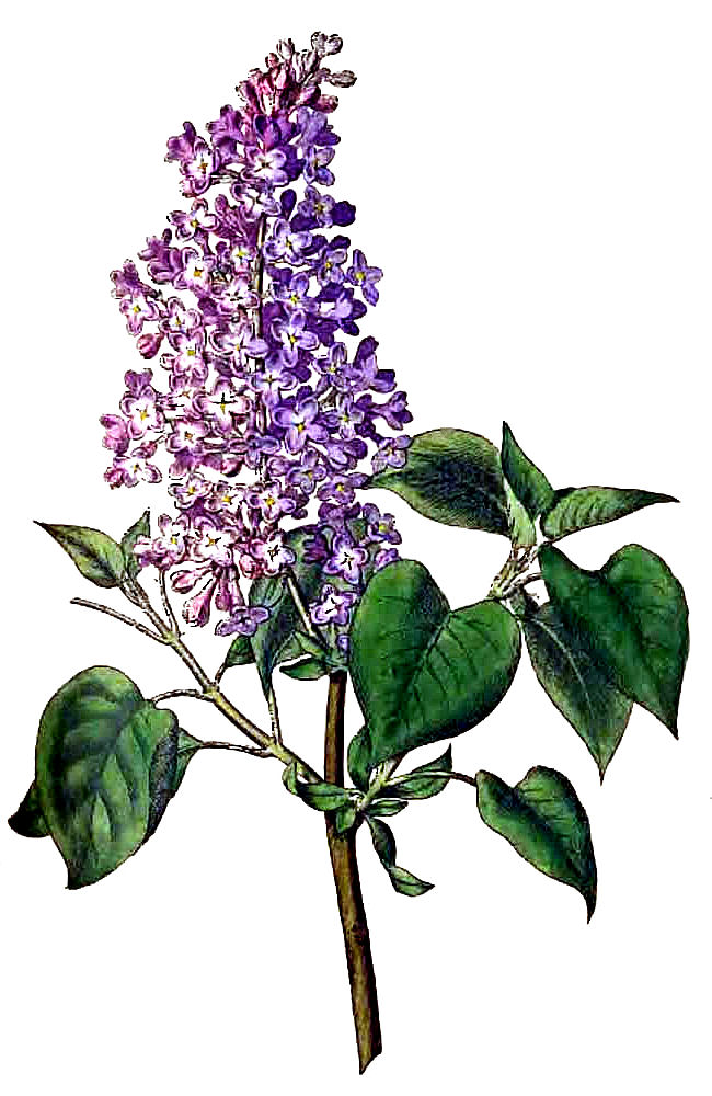 Lilac Flowers Clip Art