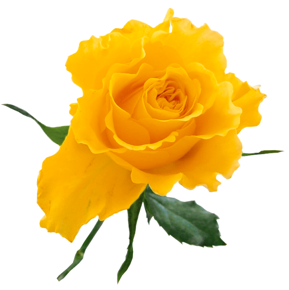 Transparent Yellow Rose