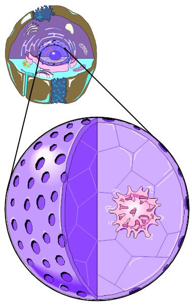 clip art animal cell - photo #42