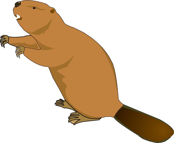 Free Beaver Clipart