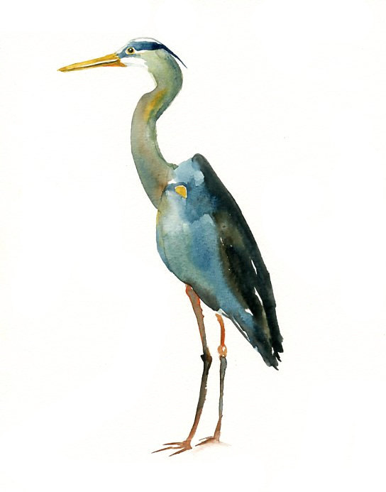 GREAT BLUE HERON 5x7 Print | Clipart Panda - Free Clipart Images
