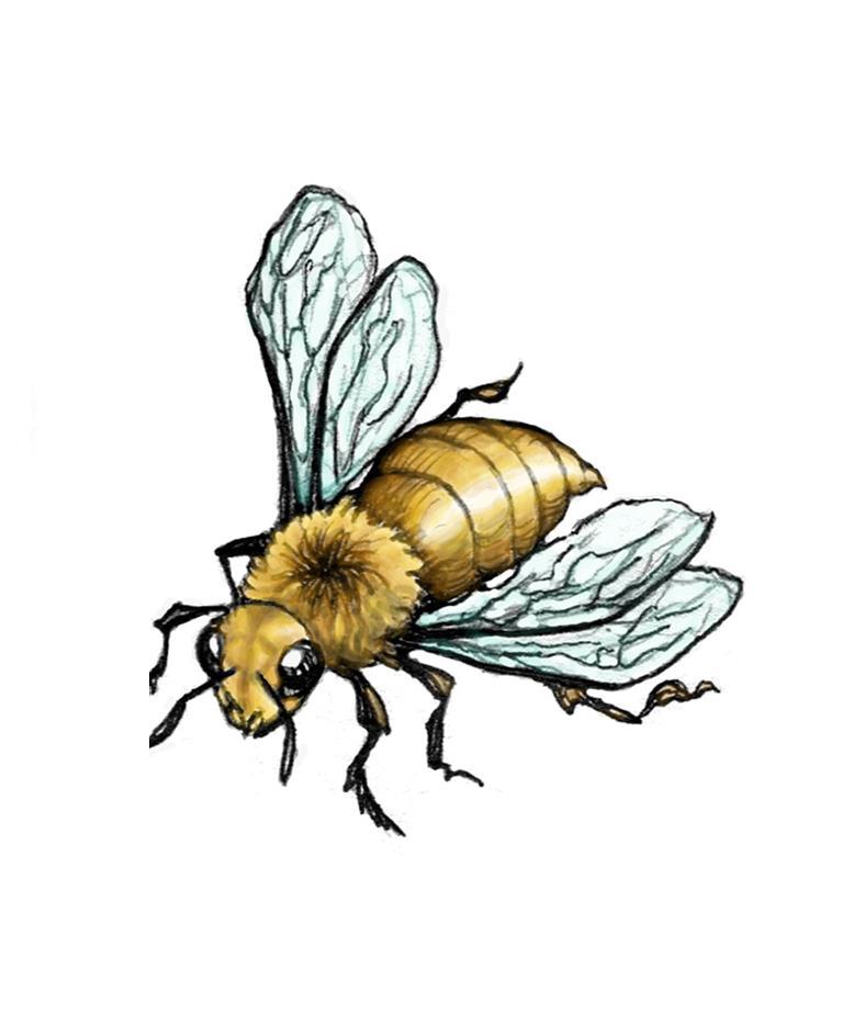 Honey Bee Tattoo Meaning Tattoo