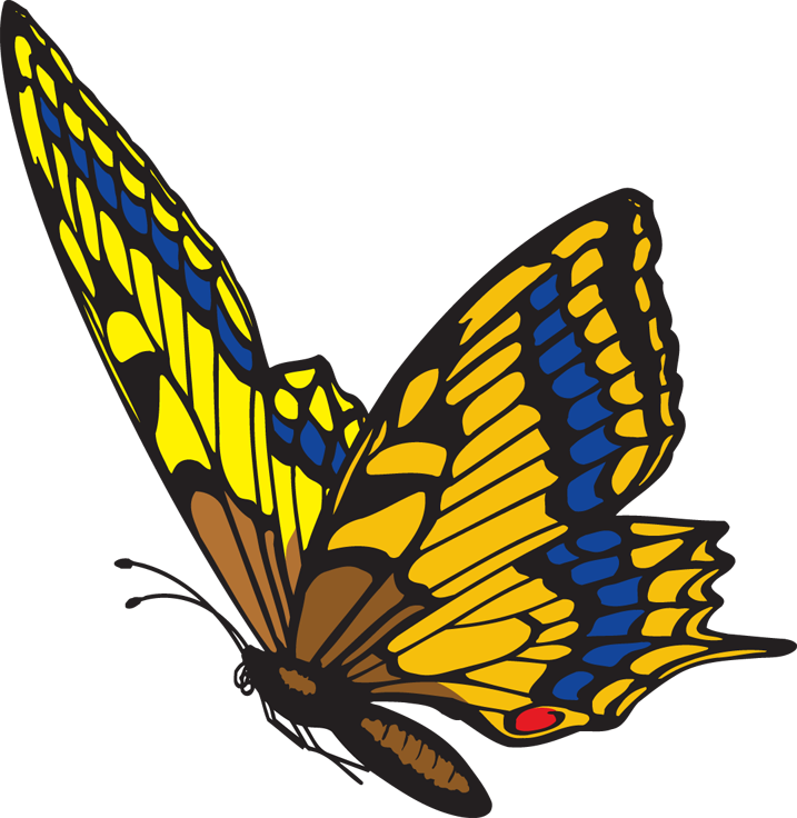 clip art butterfly pictures - photo #7