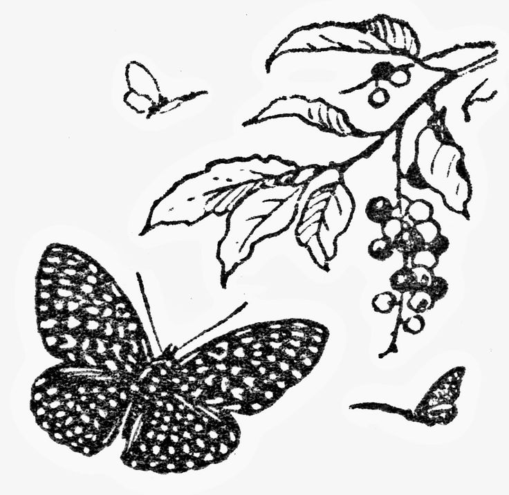 butterfly19.dtt.jpg (1348×1312) | clipart bugs n reptiles | Pinterest