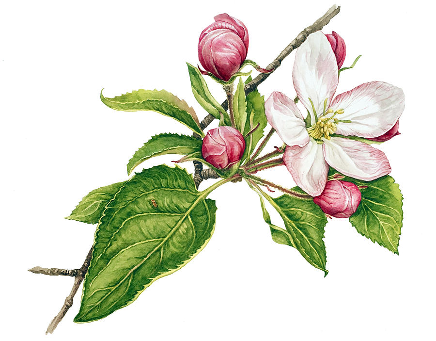 Apple Tree In Blossom by Anelia Madjarova - Apple Tree In Blossom ...