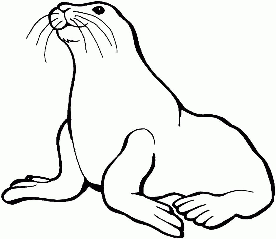 How To Draw A Sea Lion Easily ClipArt Best 269840 Sea Lion ...